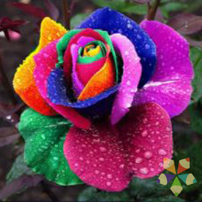 Flor Rosa Multicolor Arcoiris con Gotitas de Rocio