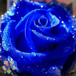 Flor Rosa Petalos Azul Arcoiris