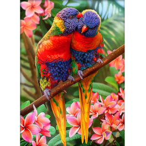Pericos Periquitos de Colores Amor Plumas Aves