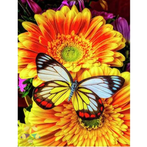 Gerbera Naranja Mariposa Blanca Pétalos color Intenso