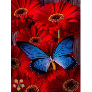 Gerbera roja Mariposa Morpho Pétalos color Intenso