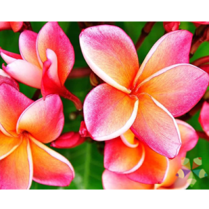 plumeria frangipani san juanjoche inmortalidad Indaia Hawaii árbol templo Perfume fragancia