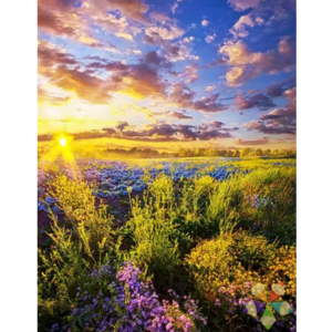 Atardecer en el Campo pasto Sabana Flores silvestres sol ocaso celajes